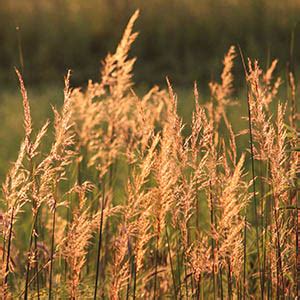 Indian Grass | Illinois Pollinators