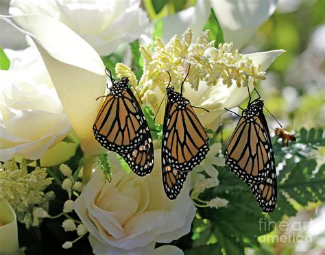 Monarch Butterfly Garden Photograph by Luana K Perez - Fine Art America