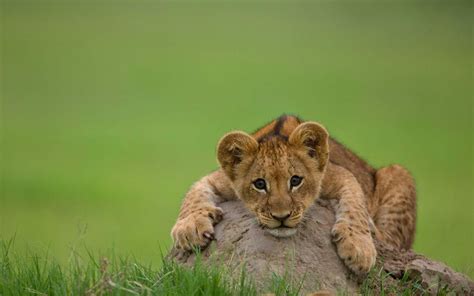 Cub Pictures wallpaper | 1920x1200 | #74612