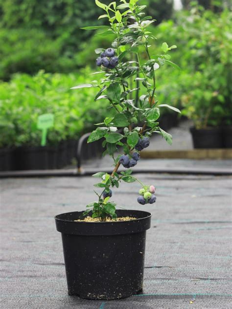 Growing Blueberries In Containers: How To Grow Blueberry Bushes In Containers