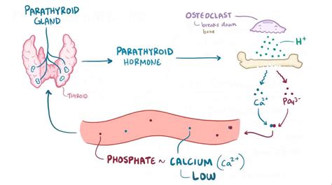 Hyperphosphatemia: Video, Anatomy & Definition | Osmosis