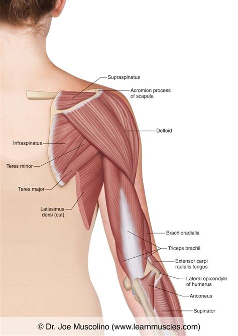 Muscles of the Posterior Arm - Superficial View - Learn Muscles