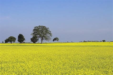 Free photo: Mustard, Farming, Cultivation - Free Image on Pixabay - 255827
