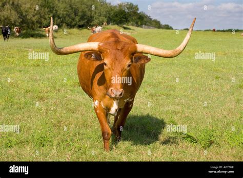 Texas Longhorn Cattle Stock Photo - Alamy