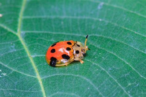 Premium Photo | Ladybug on a green leaf