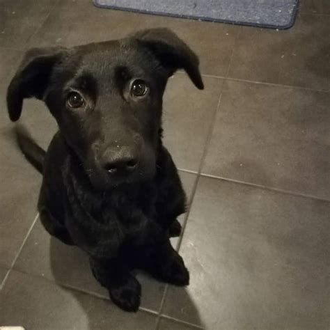 German Shepherd Black Lab Mix Puppies