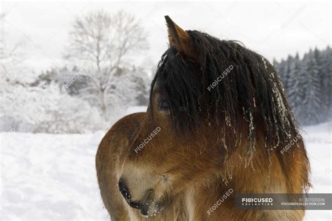 Brown horse in snow, focus on foreground — sweden, nature - Stock Photo ...