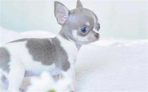 Teacup Chihuahua; The Ultimate Care Guide - Fumi Pets | 2024