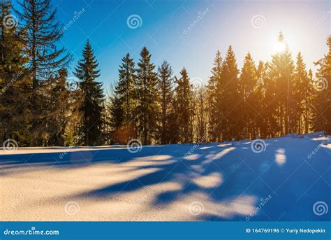 Magical Winter Panorama of Coniferous Forest Stock Photo - Image of ...