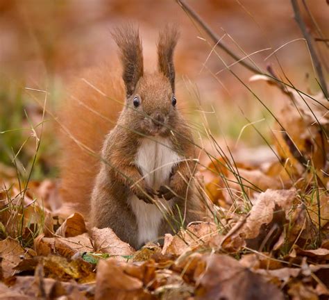 Hidden observer | Red squirrel (Sciurus vulgaris) standing o… | Flickr