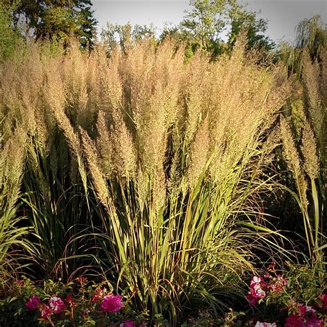 Korean feather reed grass - (Calamagrostis arundinacea var brachytricha Caspian) - Emerald Coast ...