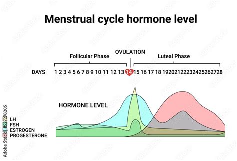 Menstrual cycle hormone level. Average menstrual cycle. Follicular phase, Ovulation, luteal ...