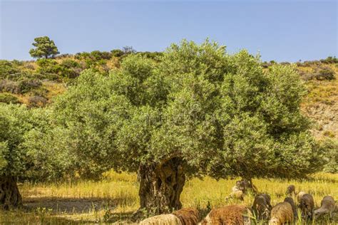 View on an Old Olive Tree on the Greek Island of Crete in Summer Stock ...