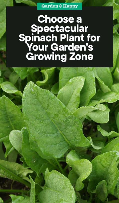 Choosing the Right Spinach Plant Varieties for Your Growing Zone ...