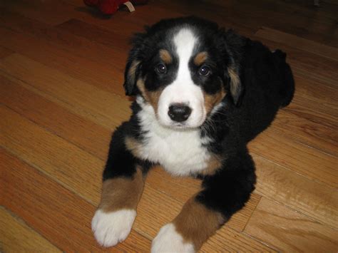 Bernese Mountain Dog Mix Puppies California / If you get one of these dogs you the best way to ...