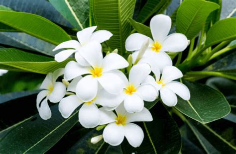 Plumeria o Flor de Mayo: Una Flor Con Historia en México