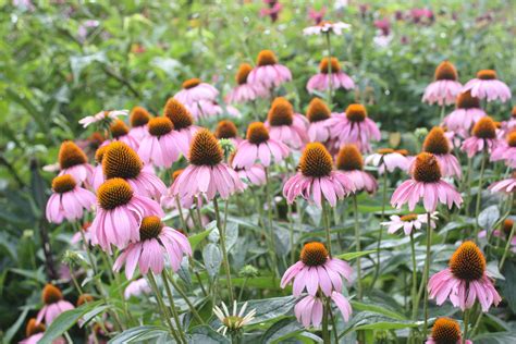 Purple Coneflower · George Washington's Mount Vernon