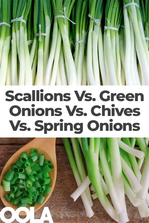 Exploring the Differences: Scallions, Green Onions, Chives, and Spring Onions