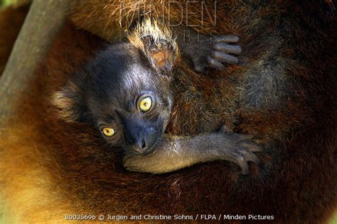 Black Lemur stock photo - Minden Pictures