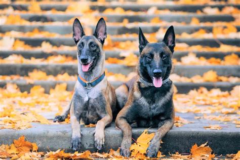 All Belgian Malinois Colors and Patterns Explained (With Pictures!)