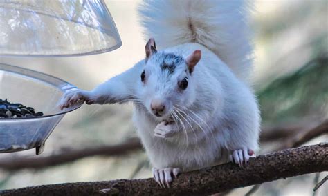 What Causes White Squirrels and How Rare are They?