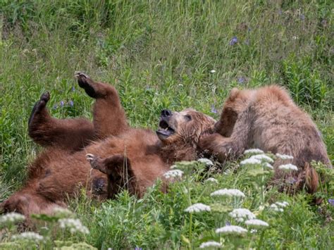 Kodiak Bear Viewing | Larsen Bay Lodge