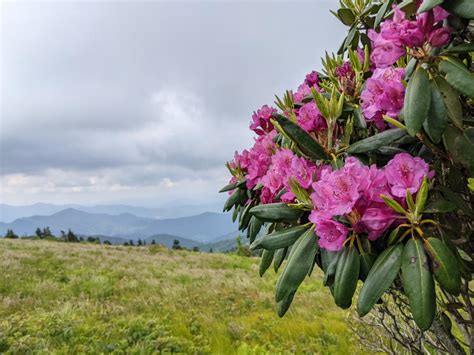 Roan Mountain & the Appalachian Trail