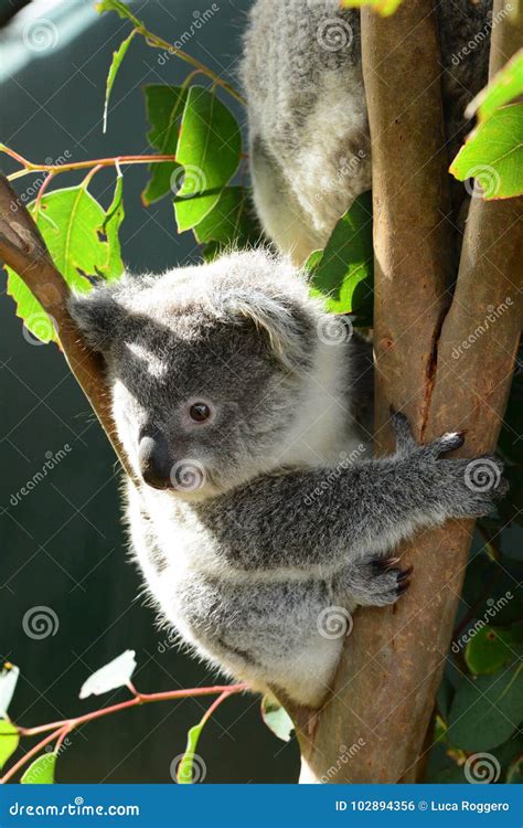 Baby Koala. Wildlife Sydney Zoo. New South Wales. Australia Stock Photo ...