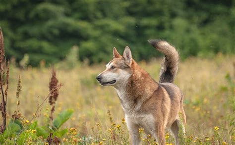 Coydog : History, Temperament, Care, Training, Feeding & Pictures