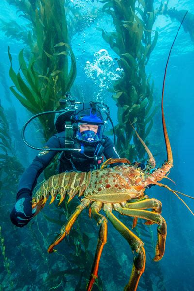 California Spiny Lobster (U.S. National Park Service)