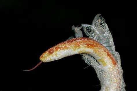 How Often Do Corn Snakes Shed Skin (And FAQ)