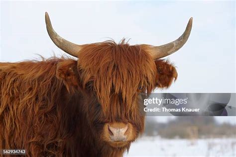 Heck Cattle Photos and Premium High Res Pictures - Getty Images