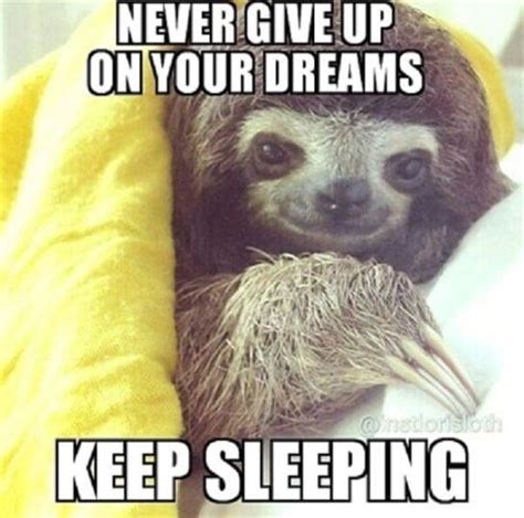 40 Best Sloth Meme - Meme Central