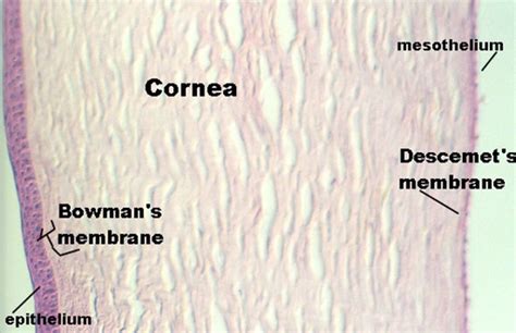 Corneal Epithelium Histology