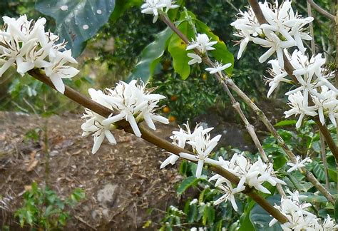 Coffee flowers / Flores de café | Family: Rubiaceae Specie: … | Flickr