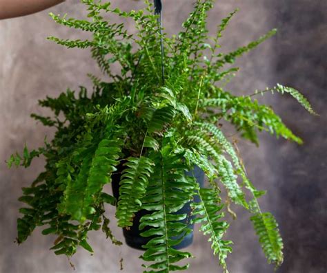 4 Indoor Ferns That Are Perfect for Home Decor - Greeny Thumbs