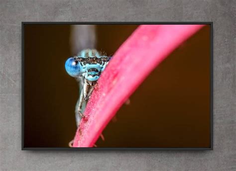 Dragonfly Poster Digital Download Picture Dragonfly on Pink - Etsy