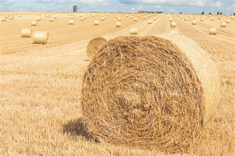 Hay Bales On A Field Free Stock Photo - Public Domain Pictures