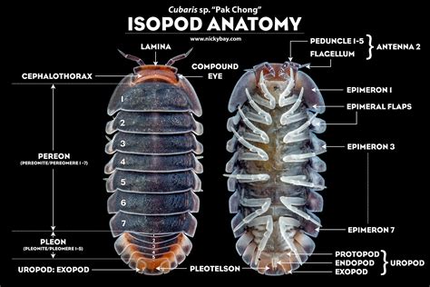 Blog - Isopod Site