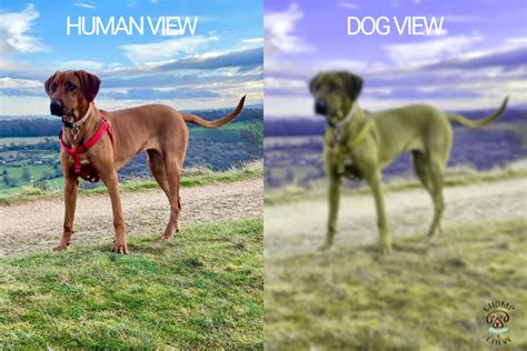 What Is A Dogs Vision Look Like