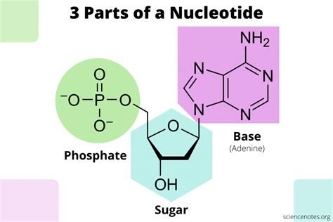 What Are the Three Parts of a Nucleotide?