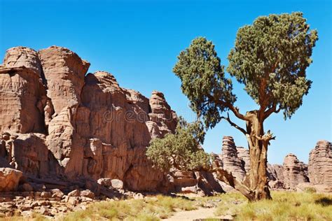 Saharan Cypress, Tassili N Ajjer, Algeria Stock Image - Image of sand ...