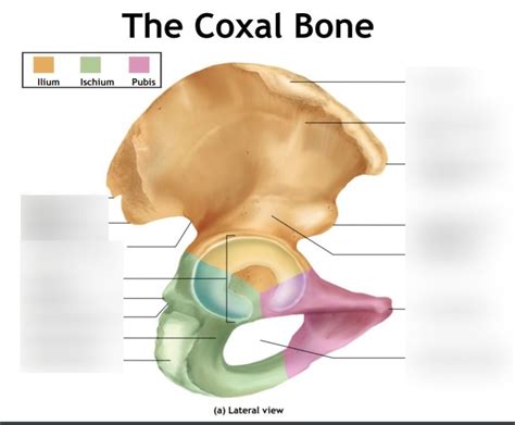 Coxal Bone Diagram | Quizlet