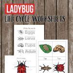 Free Printable Ladybug Life Cycle Worksheets - Printable Worksheets