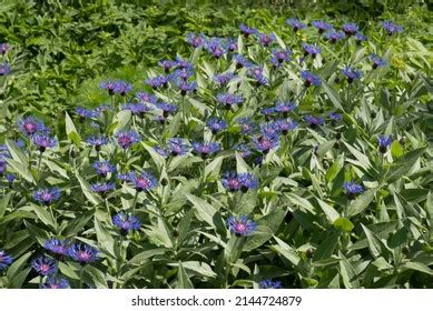 1,545 Centaurea montana Images, Stock Photos & Vectors | Shutterstock