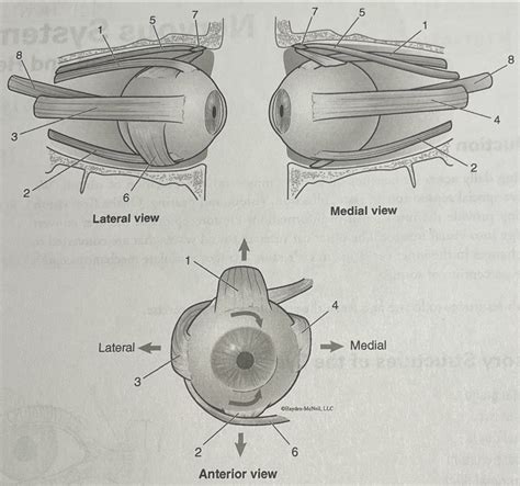 Extrinsic Eye Muscles Diagram | Quizlet