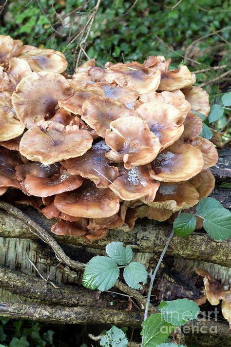 Honey Fungus Photograph by Dr Jeremy Burgess/science Photo Library ...