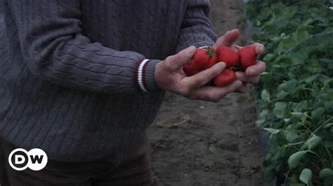 Strawberry Harvest – DW – 06/26/2013