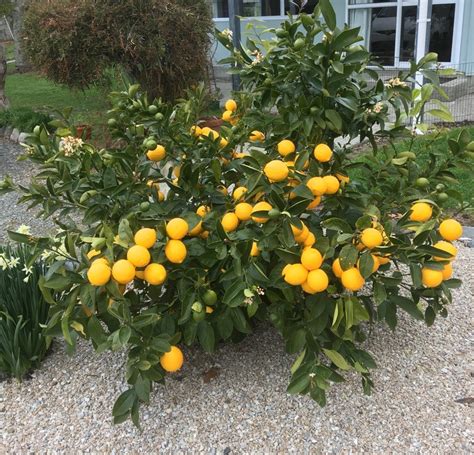 Citrus - New Zealand Tree Crops Association (NZTCA)