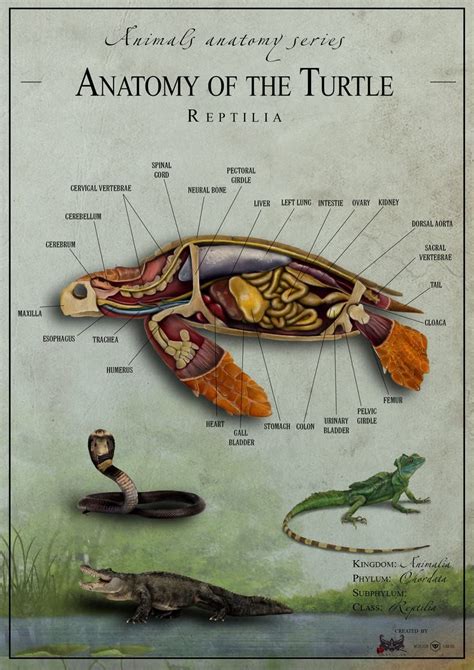 Turtle Anatomy